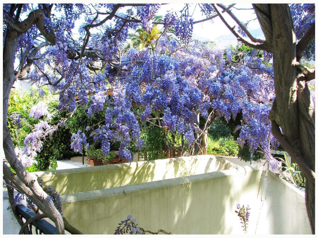 B&B La Salamandra Kitchengarden Forio di Ischia 外观 照片