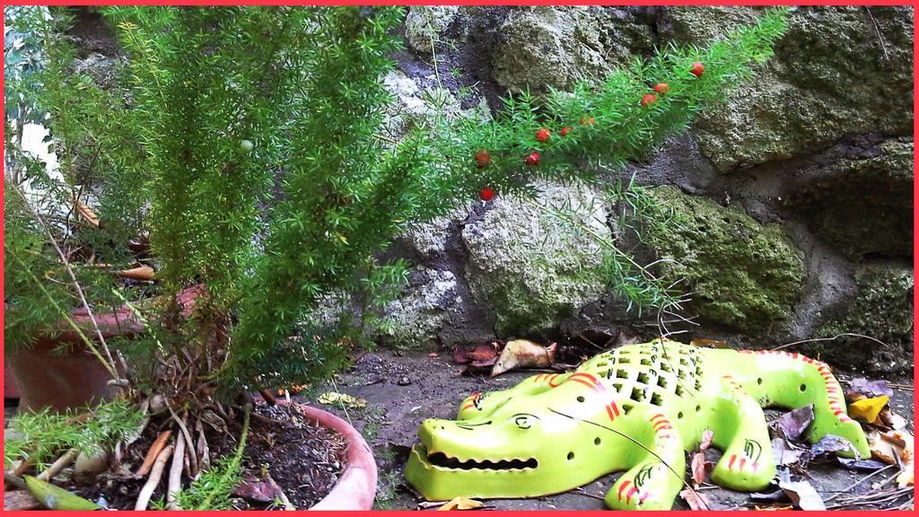 B&B La Salamandra Kitchengarden Forio di Ischia 外观 照片