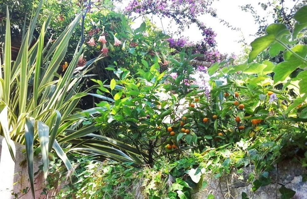 B&B La Salamandra Kitchengarden Forio di Ischia 外观 照片